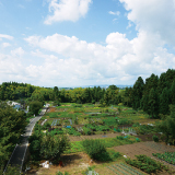 Yoshinoya Site