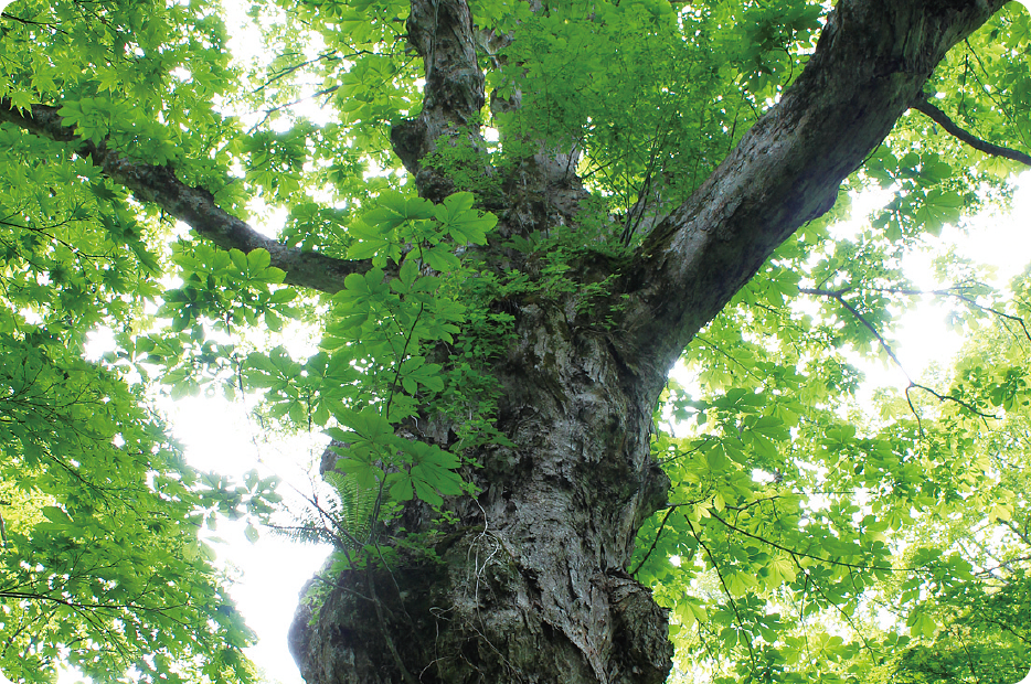 Great horse chestnuts of Mikura