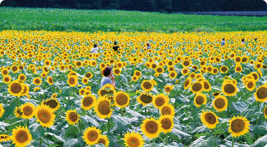 Okinohara Sunflower Field