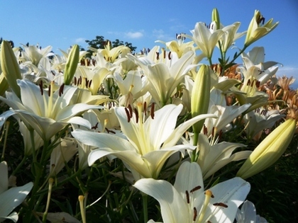 ユリ切り花 日本遺産 火焔型土器