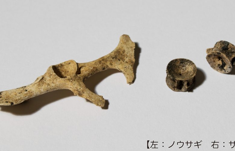 黒姫洞窟遺跡出土サケとノウサギの骨